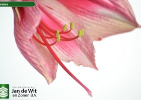 hippeastrum Gervase (4)